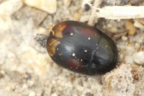 Réf. 227 779 : Sphaeridium sp.
